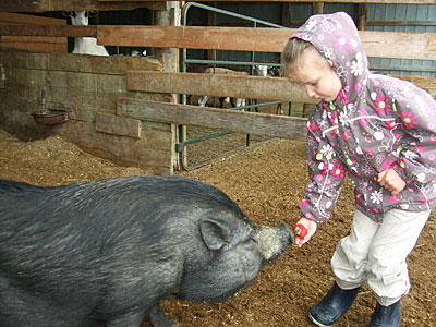 Petting farm, farm market, and much more are part of the school tours to Downey's Farm, Caledon, Ontario, west of Toronto.