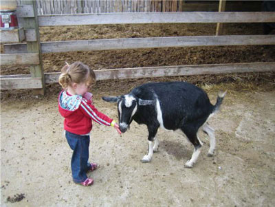 Your kids meet our kids on the educational field trip to Downey's Farm, Caledon, Ontario west of Toronto. 