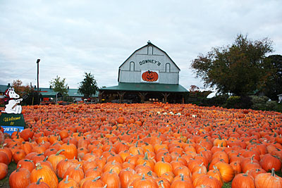 Find the perfect pumpkin at Downey's Farm in Caledon, Ontario.