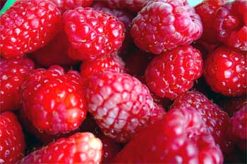 Pick your own raspberries at Downey's Farm, Caledon, Ontario west of Toronto.  
