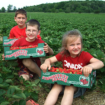 Strawberries fraises, Downeys Farm, Brampton, Ontario