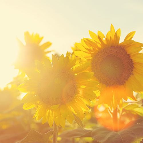 Downey's Sunflower Field Trail in Caledon, Ontario