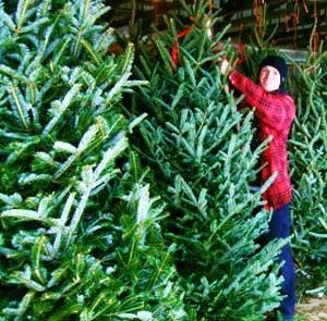 Fresh, beautiful Christmas trees at Downey's Farm, in Caledon, Ontario, near Toronto.  